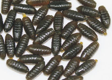 Trendex Artificial Floating Casters - Brown